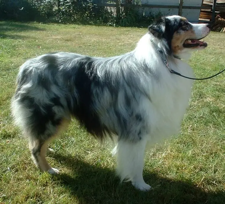 Australian Shepherd with blue merle coat standing on grass