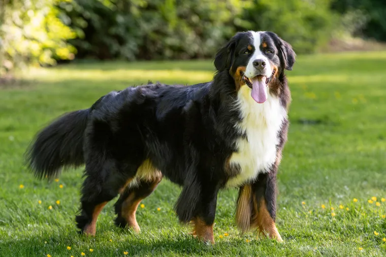 Bernese Mountain Dog standing in a grassy field