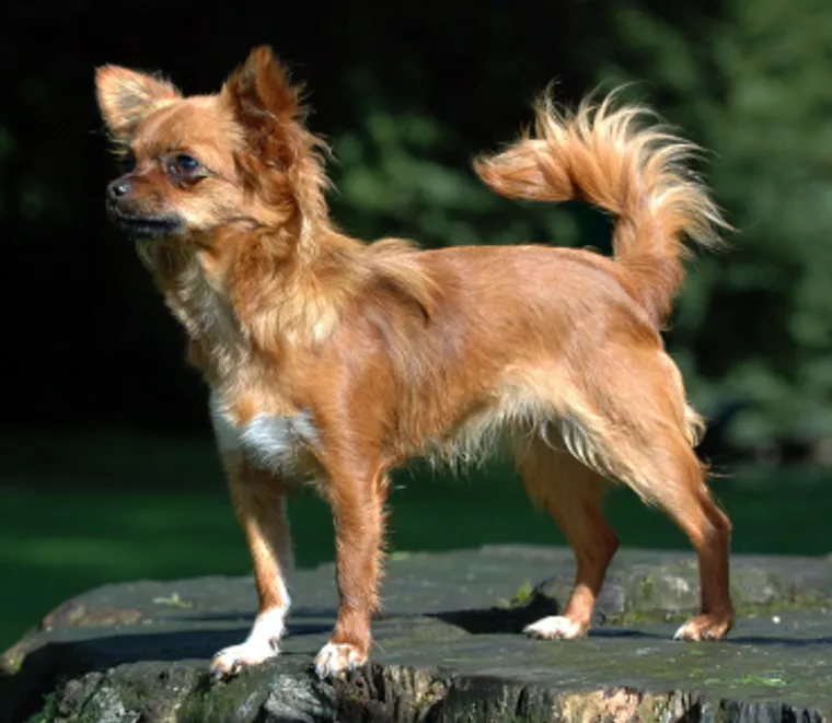Long-haired Chihuahua standing