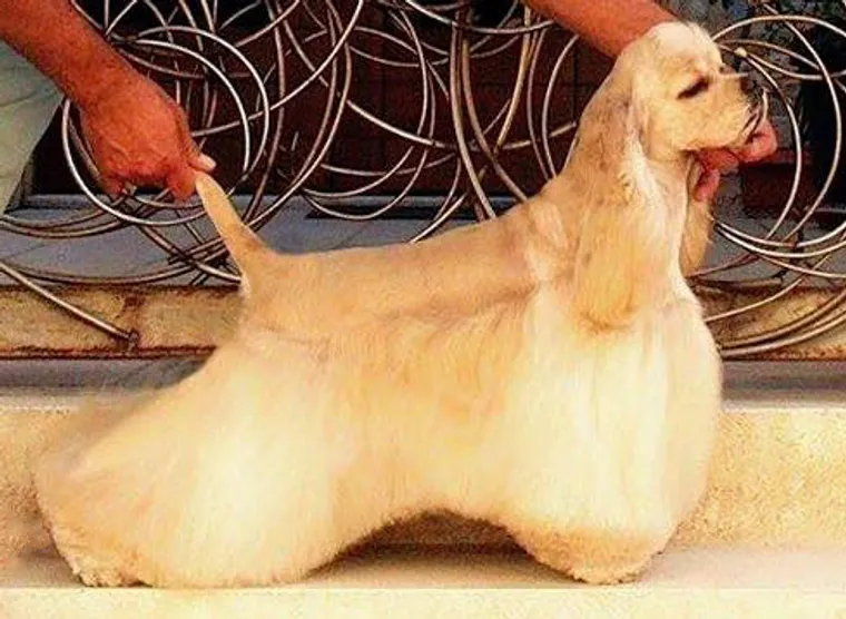 American Cocker Spaniel with show coat standing on grass