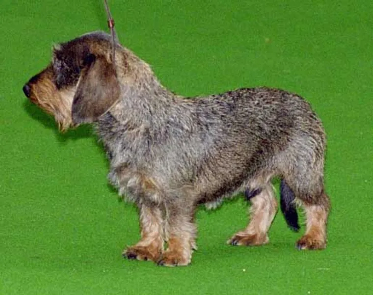 Smooth-haired Dachshund standing with full body visible