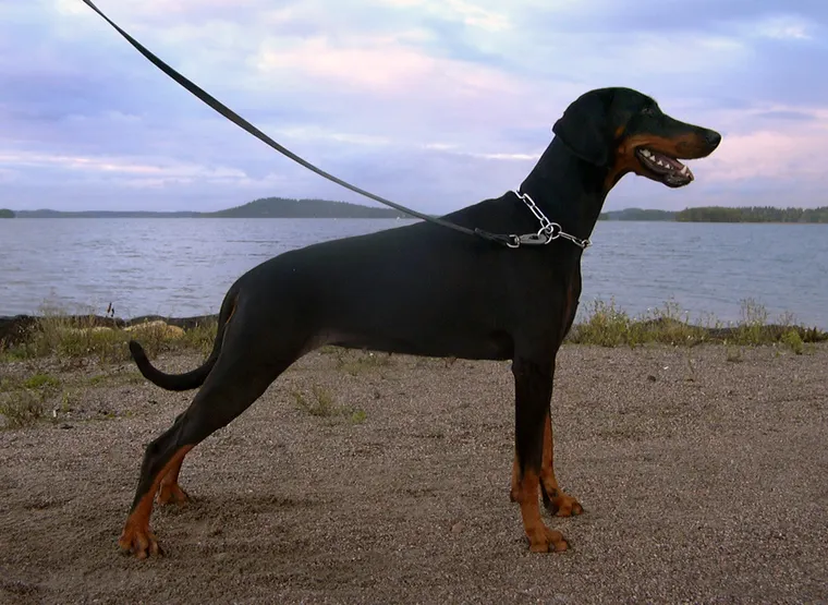 Doberman Pinscher standing, black and tan coat, natural ears