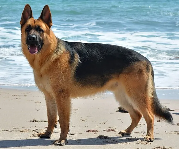 German Shepherd Dog standing, black and tan saddle coat