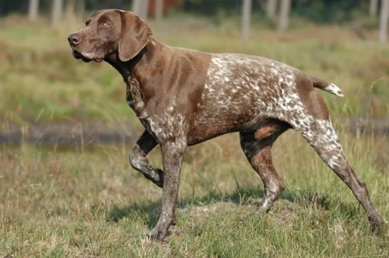 German Shorthaired Pointer in liver ticked coat standing on point