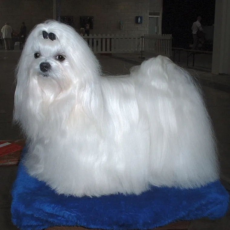 White Maltese with a long flowing coat standing
