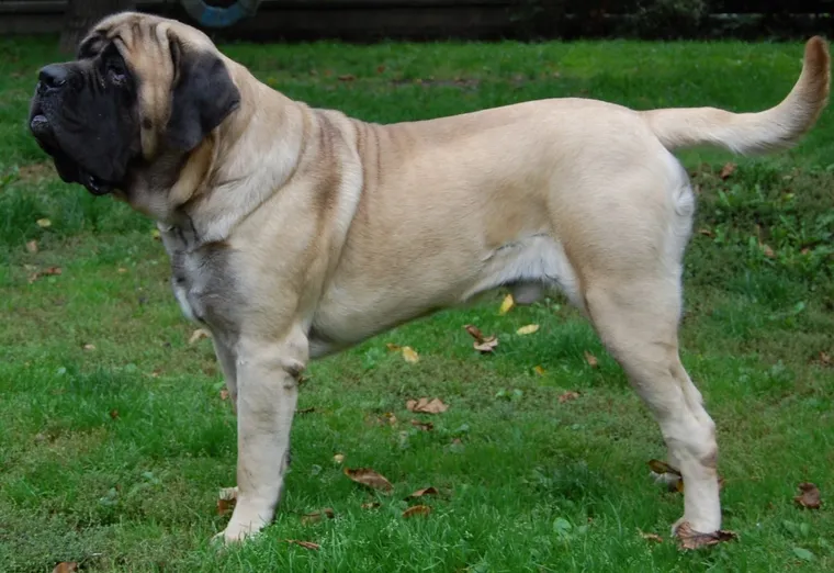 Fawn English Mastiff standing in side view