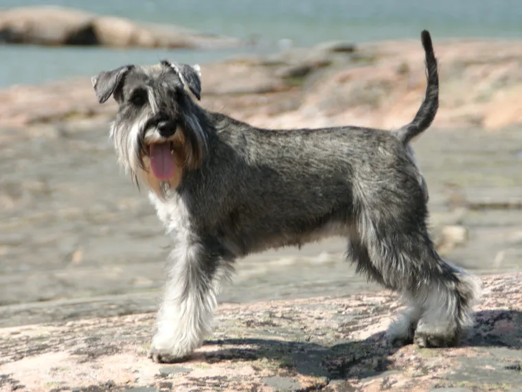 Salt and pepper Miniature Schnauzer standing in side view