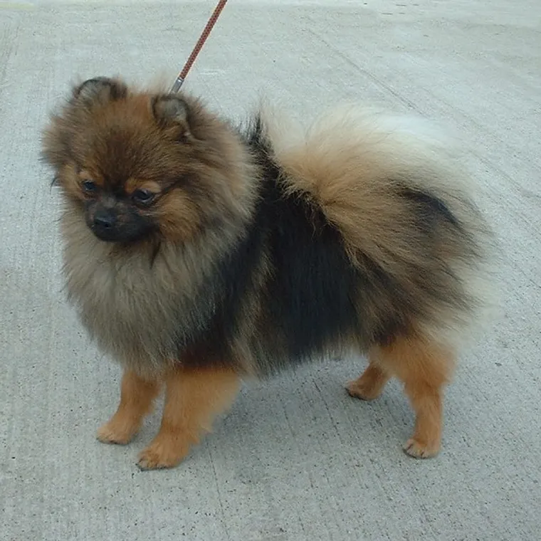 Orange sable Pomeranian standing in a show stance