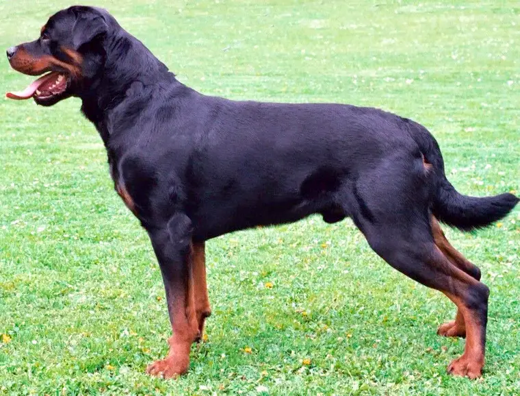 Rottweiler standing in side view, black coat with tan markings