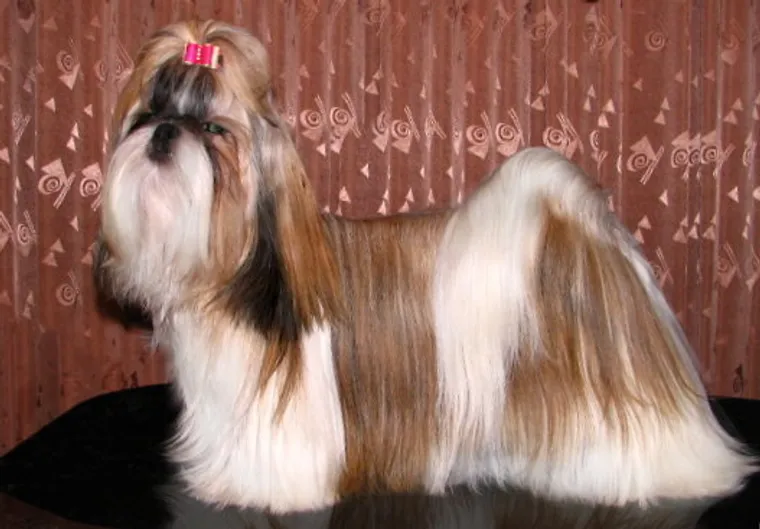 Shih Tzu with a full coat standing on grass